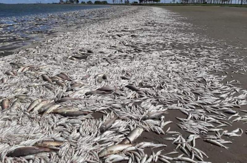 Miles de peces aparecieron muertos en las últimas horas en la Laguna de Gómez 