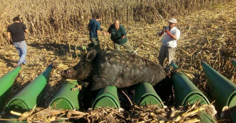 El enorme jabalí delante del cabezal maicero- detr�s los productores y el maíz