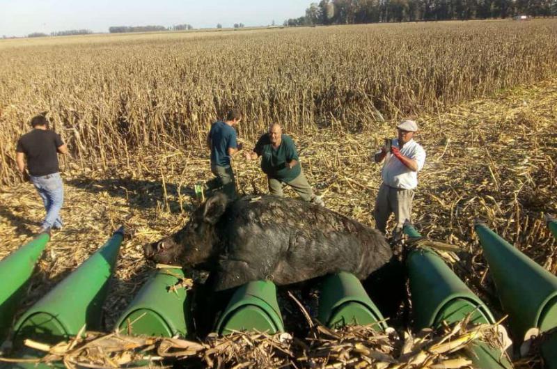 El enorme jabalí delante del cabezal maicero- detr�s los productores y el maíz