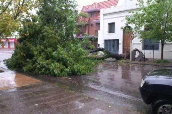 Un �rbol cayó sobre un auto en Bahía Blanca