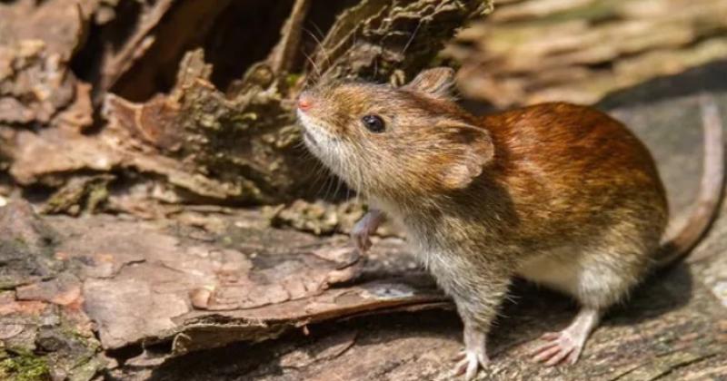 Otra vez en San Nicol�s detectaron un positivo de Fiebre Hemorr�gica