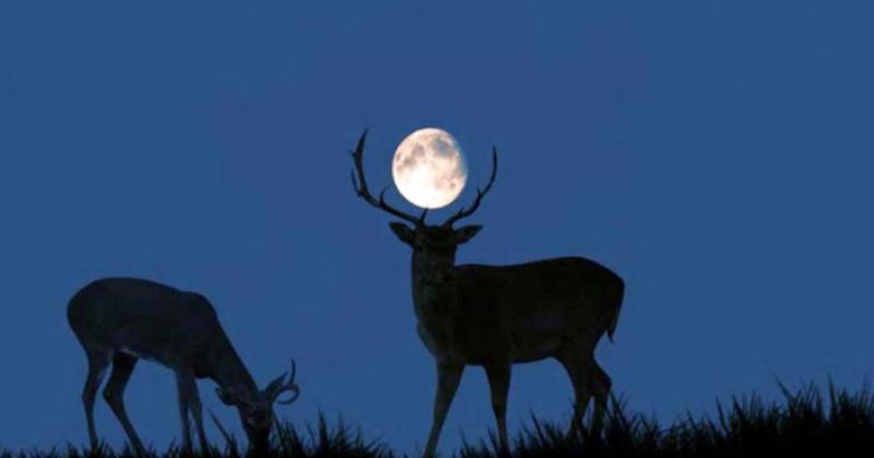 La National Geographic explicó por qué se lo denominó Superluna de Ciervo