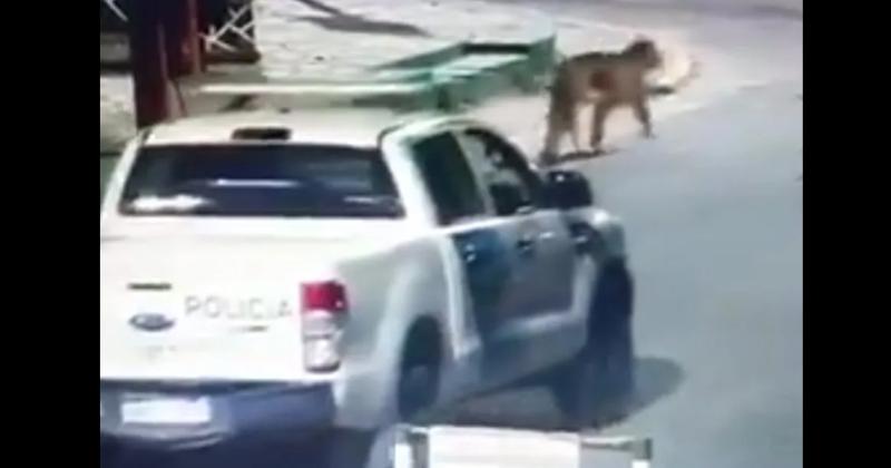 Según las autoridades ambos animales ingresaron por la playa hasta la ciudad y luego se dividieron