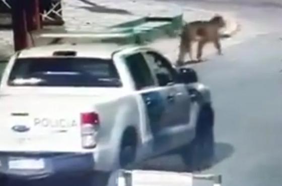 Según las autoridades ambos animales ingresaron por la playa hasta la ciudad y luego se dividieron
