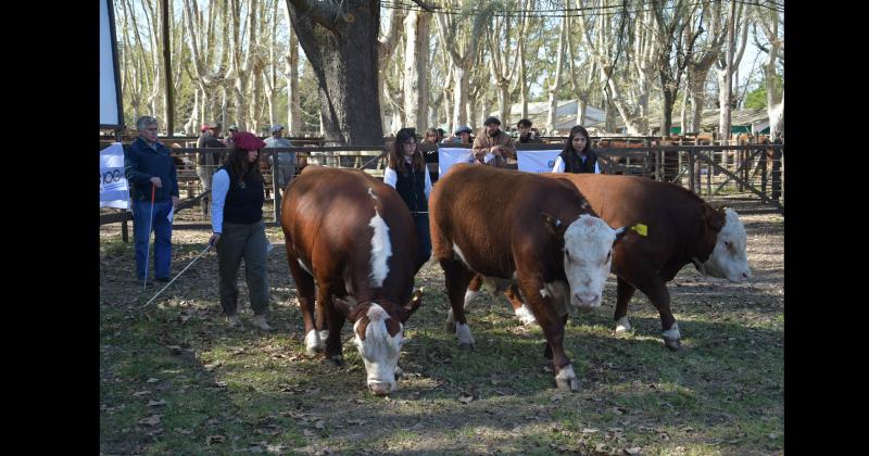 Por la tarde se realizó la jura de bovinos en la pista central