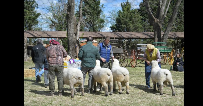 ) En la exposición de ovinos se presentaron cabañas de Pergamino y la zona
