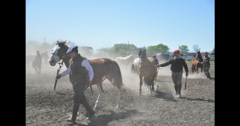 Un momento de la jura de morfología de caballos criollos