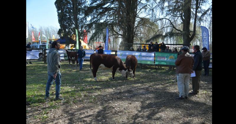 Las cabañas de bovinos presentaron unos magníficos animales