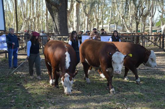 Por la tarde se realizó la jura de bovinos en la pista central