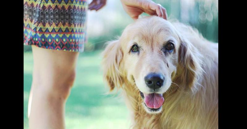 Para castración se recuerda llevar a los animales con 12 horas de ayuno de sólidos y 8 horas de líquidos