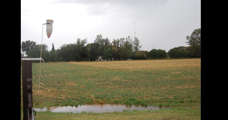 Los 22 milímetros de ayer dejaron algunos charcos en los campos de Pergamino una postal que hacía meses no se veía