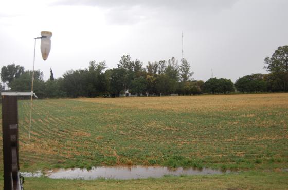 Los 22 milímetros de ayer dejaron algunos charcos en los campos de Pergamino una postal que hacía meses no se veía