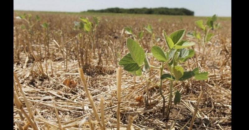 La falta de precipitaciones complicó sobre manera gran parte de las zonas cultivables