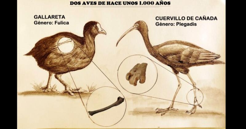 La representación gr�fica de las aves y las partes que fueron halladas