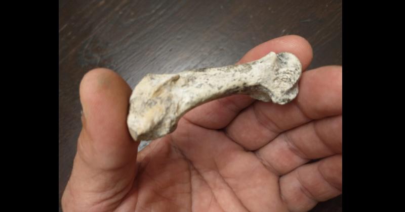 El hueso hallado corresponde al quinto metatarsiano de la mano izquierda de un ejemplar