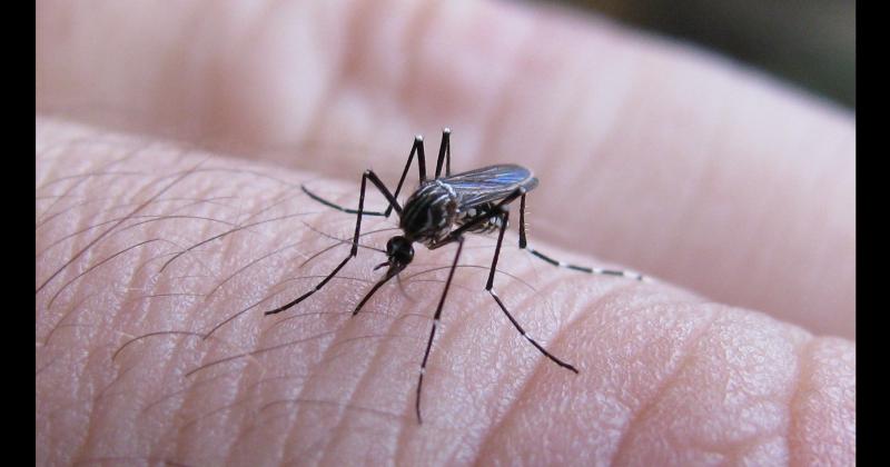 Los momentos de mayor actividad del mosquito son a la mañana temprano y a la tardecita