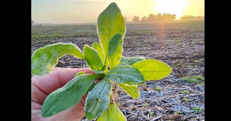 La camelina se posiciona como una excelente alternativa para el invierno