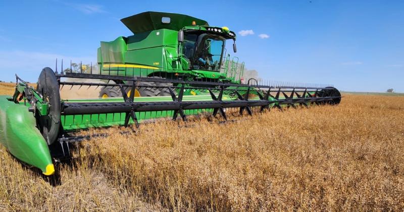 El cultivo se cosecha en la primera quincena de noviembre