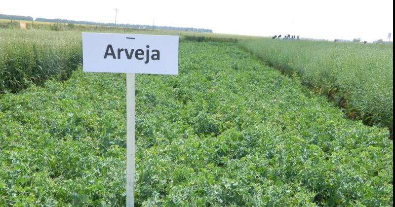 La arveja aporta muchos beneficios como antecesor de la soja