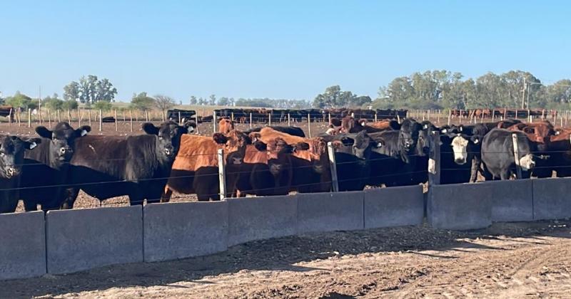 Entre los distintos factores que condicionan el engorde a corral est� el comportamiento del consumo local