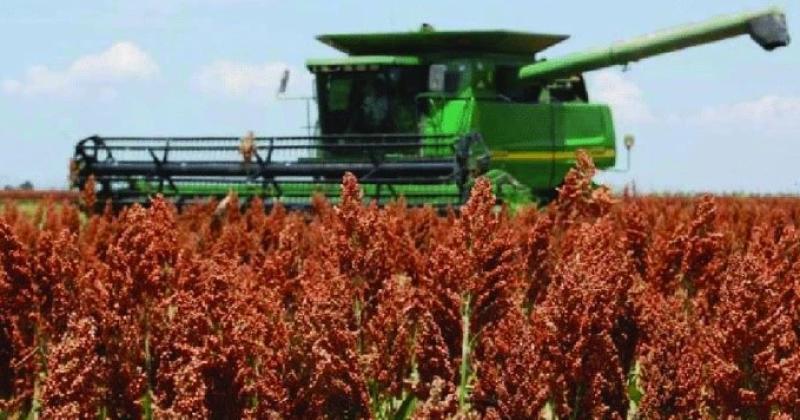 a superficie de sorgo de la campaña 2023-24 estuvo cerca del millón de hect�reas
