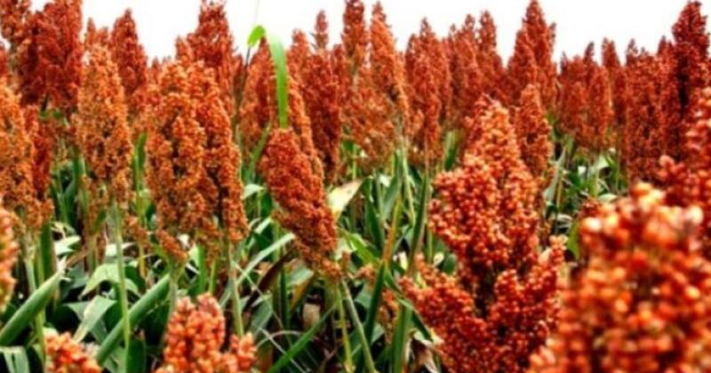 En la última campaña el rendimiento promedio del sorgo fue de 3000 kilos por hect�rea