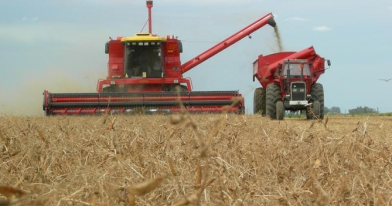 La arveja libera el lote en noviembre y según decida el productor o asesor se puede hacer soja de primera o maíz