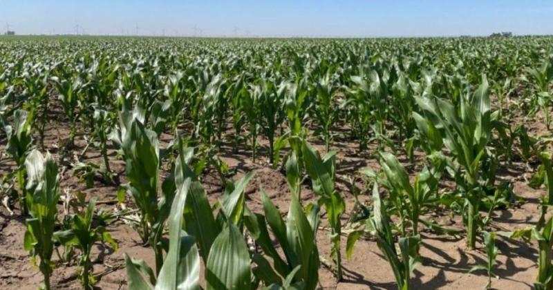 El maíz temprano en la región núcleo est� mostrando un escenario sorprendentemente positivo