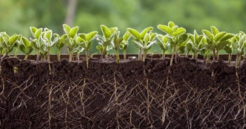 Los bioestimulantes estimulan los procesos de germinación logrando una emergencia m�s r�pida y homogénea
