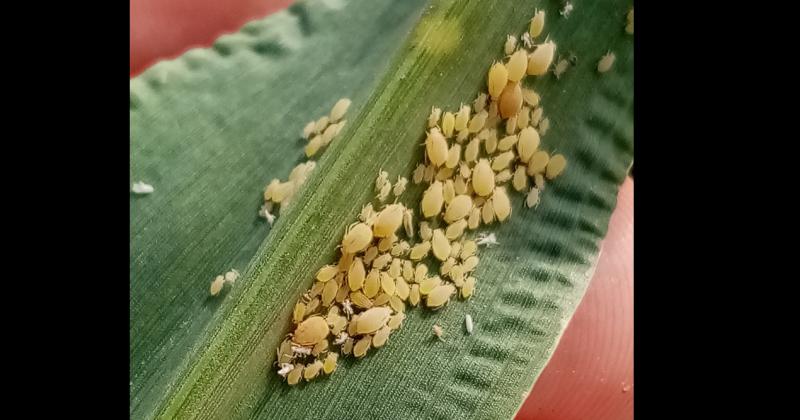 Una clave est� en planificar un correcto monitoreo del cultivo previo a la floración