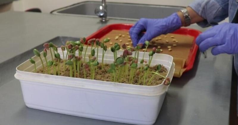 Esta herramienta permite conocer una de las cualidades m�s valorada que es la velocidad de germinación
